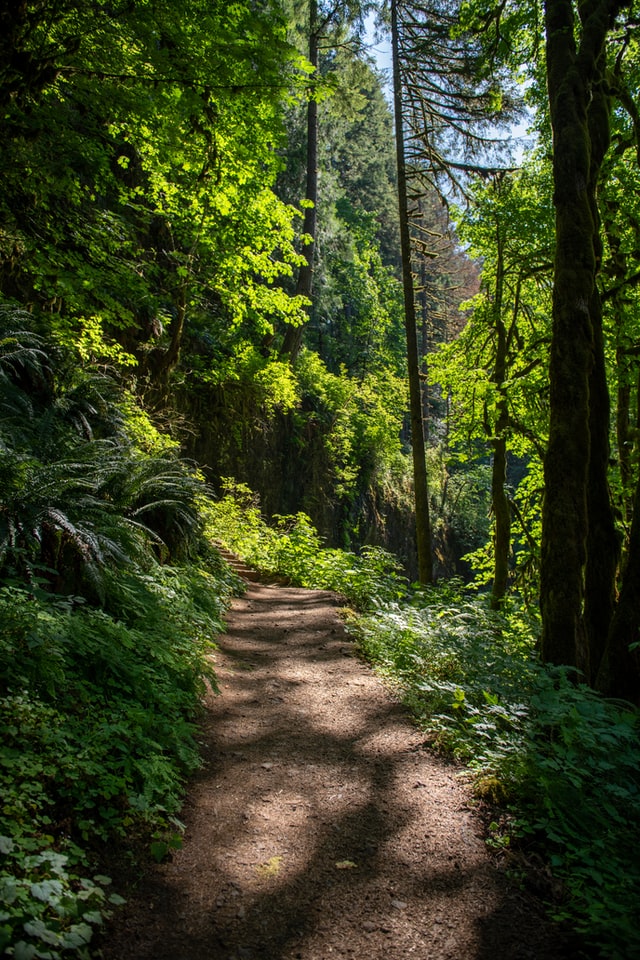 Hamilton hiking trails